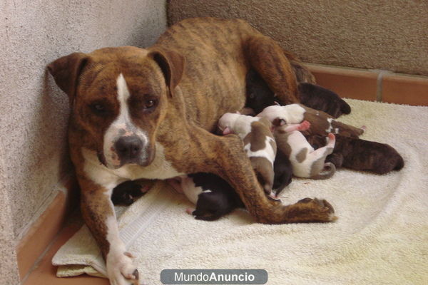 se venden crias de pit bull