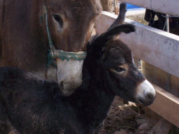 Vendo  2 burros  (madre e hijo)  Tamaño Grande por no poder atender