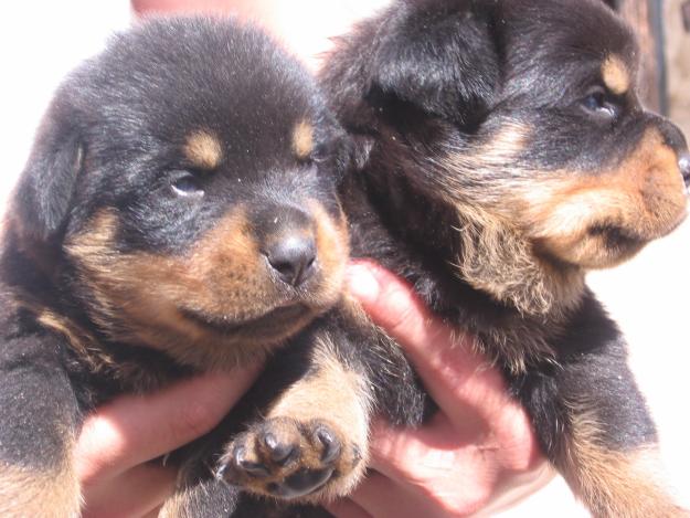 vendo 2 hembras de rottweiler