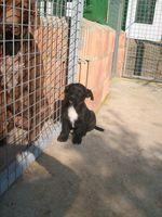 Balti, precioso cachorrito cruce de teckel