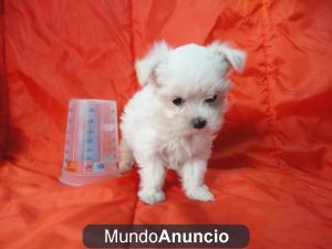 Bichon maltes preciosos!!