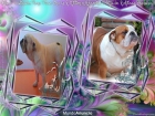 bulldog ingles - mejor precio | unprecio.es