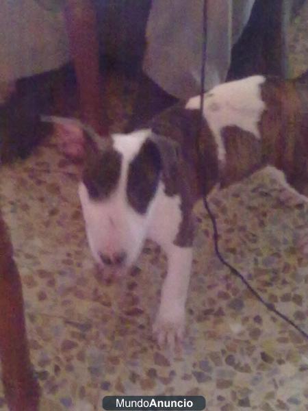 cachorra bull terrier MINI con pedigree  250e  me urje