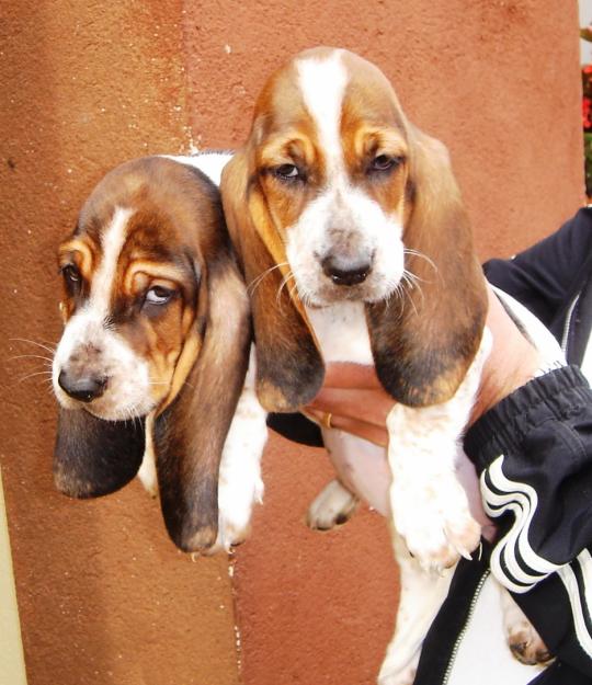 Cachorros de Basset  hound