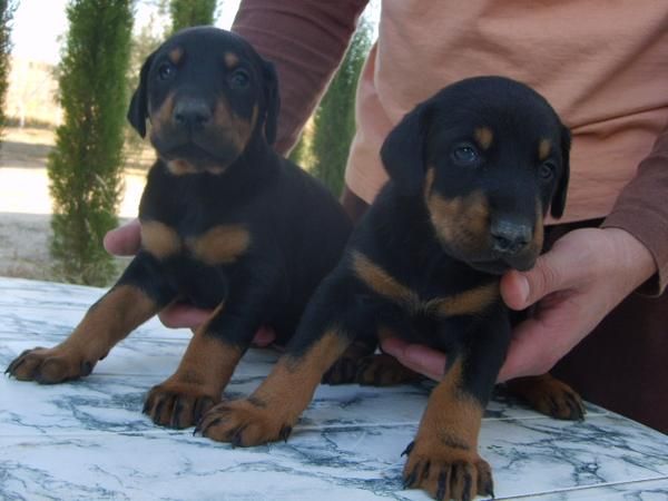 cachorros doberman ECONOMICOS