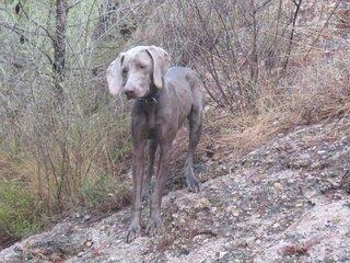 Cachorros Weimaraner