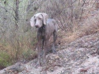 Cachorros Weimaraner - mejor precio | unprecio.es