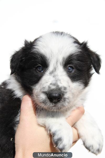 EXCELENTE CAMADA BORDER COLLIE