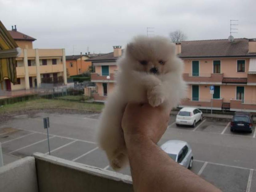 Increible camada de pomerania-toy,linea americana