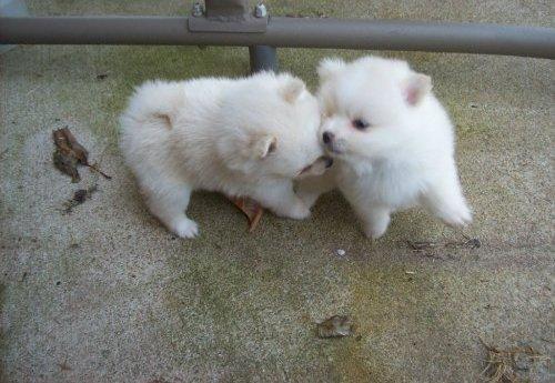 Macho y hembra pomerania cachorros