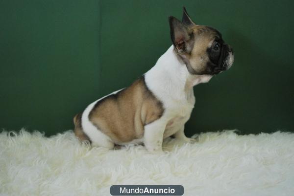 Nueva camada de Bulldog Frances con pedigree