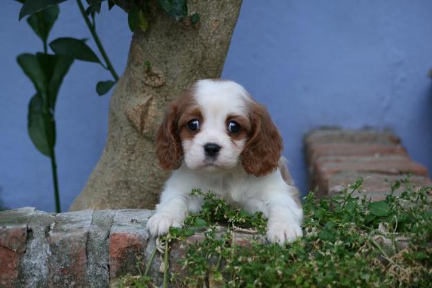 PERCIOSOS CACHORROS DE  CAVALIERS