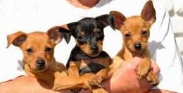 PINSCHER MINIATURA EXCELENTES CACHORRITOS