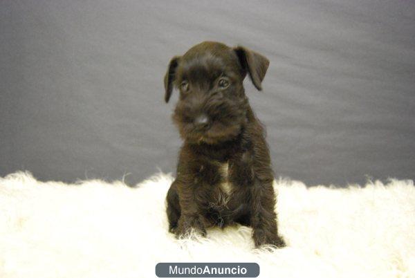 SCHNAUZER, CON DOS MESES - machos y hembras