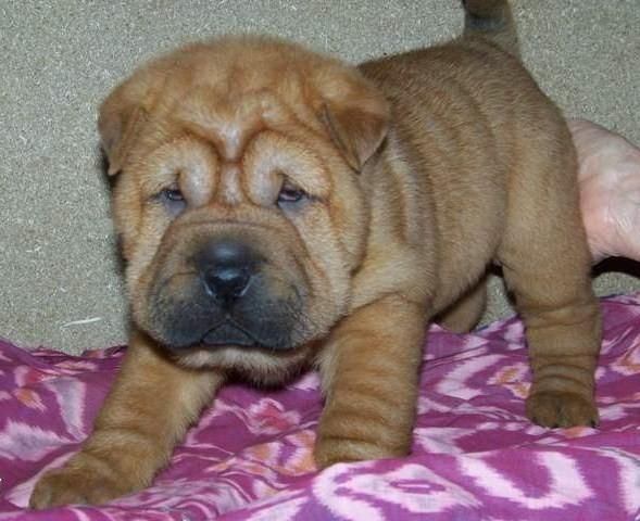 Últimos Shar Peis disponibles