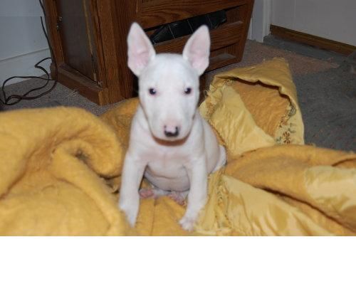 bull terrier cachorro sano que es tranquilo, muy, amable y cariñoso y le encanta jugar con los niños y otras mascotas