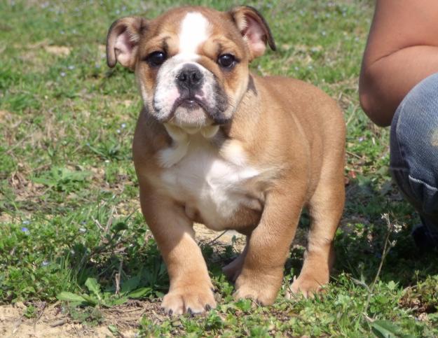 BULLDOG INGLES CACHORROS DISPONIBLES