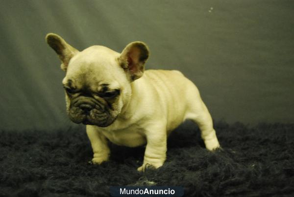 Cachorritos de Bulldog frances Fawn, dos meses, excelentes