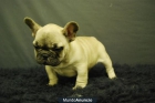 Cachorritos de Bulldog frances Fawn, dos meses, excelentes - mejor precio | unprecio.es