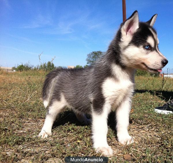 Cachorritos de Husky Siberiano con pedigre, machos + hembras