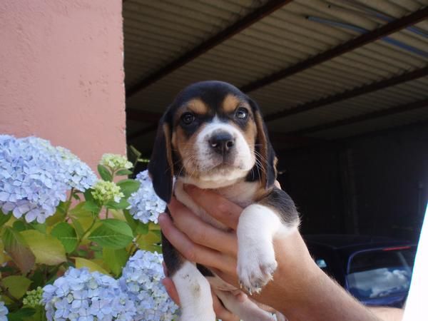 cachorros de beagle tricolor