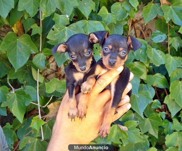 CACHORROS DE PINSCHER MINI