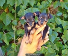 CACHORROS DE PINSCHER MINI - mejor precio | unprecio.es