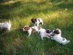 Jack Russell cachorros en venta