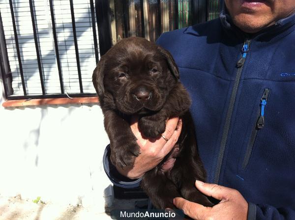 LABRADOR CACHORROS CHOCOLATES DE EXC CALIDAD