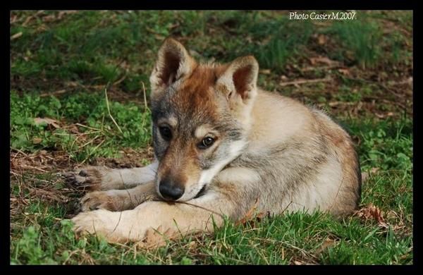 Perro Lobo Checolovaco, Cachorros