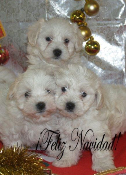 Tu Bichon maltes  aun precio estupendo