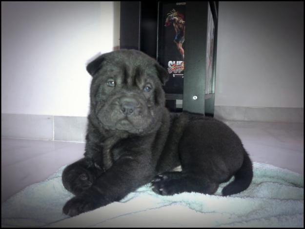 VENDO SHARPEI