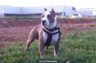 american staffordshire terrier - mejor precio | unprecio.es