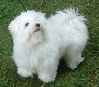 Bichon maltes toy busca novia formal