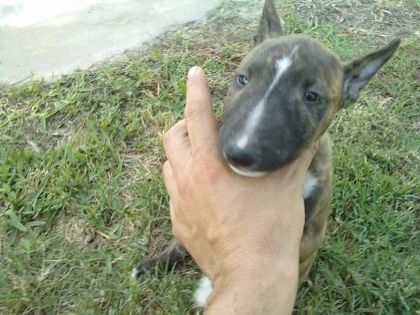 BULLTERRIER MINIATURA.