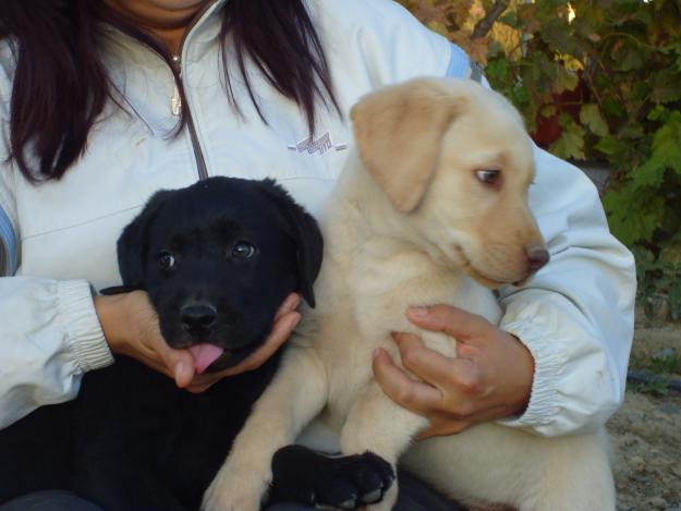 cachorro labrador cazador perdiz salvaje