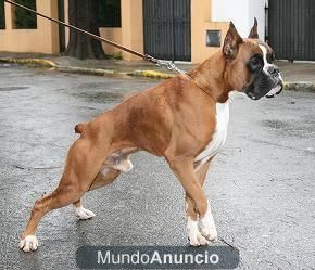 cachorros de boxer muy bonitos