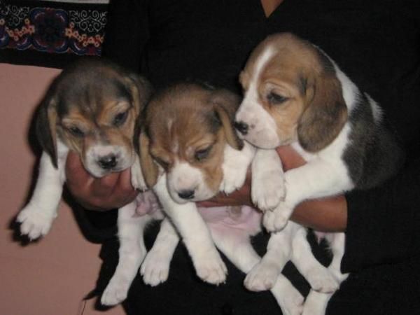 camada de BEAGLE  con PEDIGREE 350