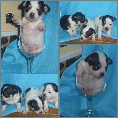 chihuahuas disponibles