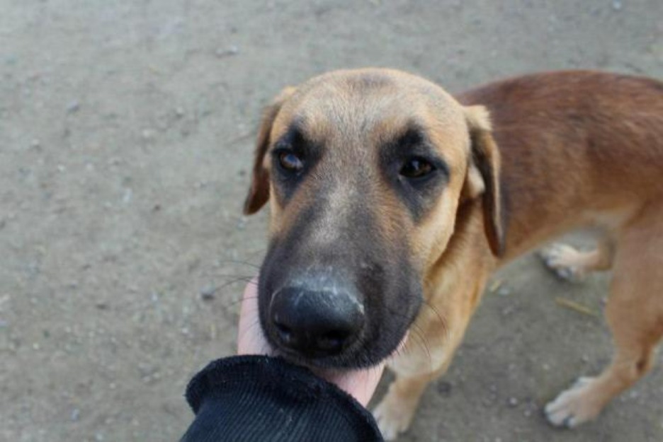 Golfo, x pastor aleman, 10 meses en adopcion