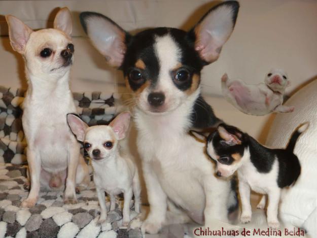 Impresionante camada Chihuahuas de Medina Belda