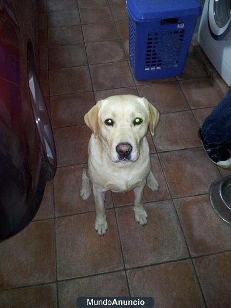 Labrador con Pedigree para montas