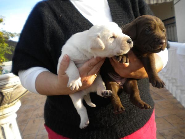 labradores muy cabezones