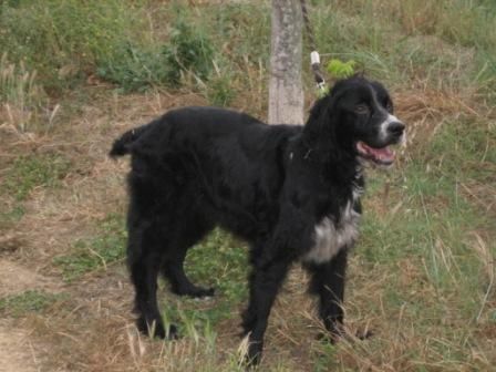 Perro de raza Setter