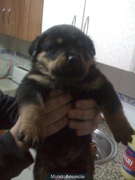 Rottweiler cachorros Disponibles