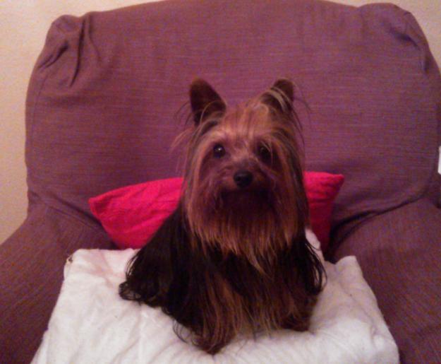 Se ofrece Yorkshire Terrier Toys para monta