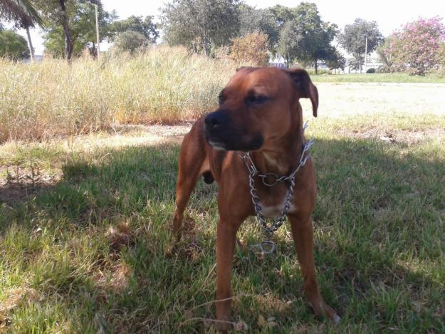 Se regala cachorro de 1 año aprox. cruce de boxer