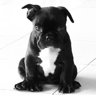 VENDO BULLDOG FRANCES DE 2 MESES NEGRO POR 400 EUROS