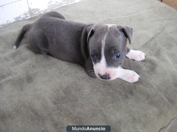 vendo pitbull blue hembra