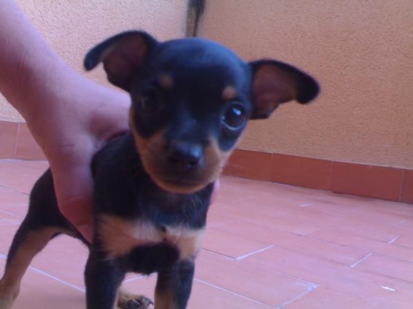 350  SE VENDE MINI PINSCHER CACHORRO MACHO ENANO - Alicante